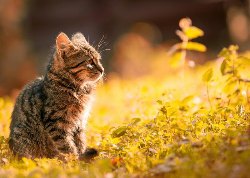 cat outside enjoying sunlight